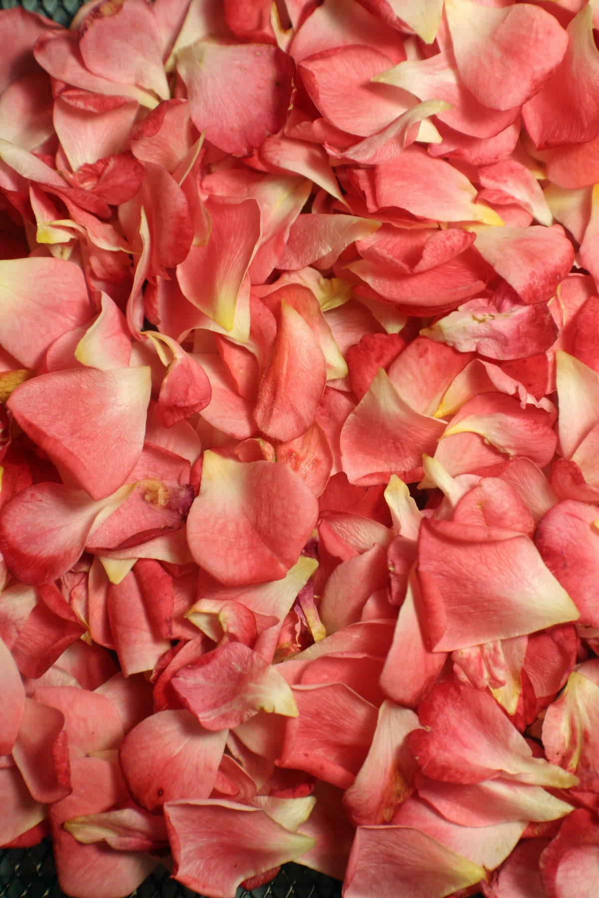 Damask Rose