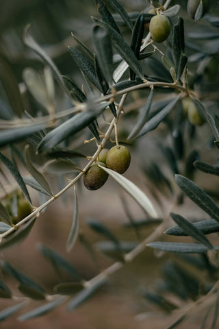 Olive polyphenols