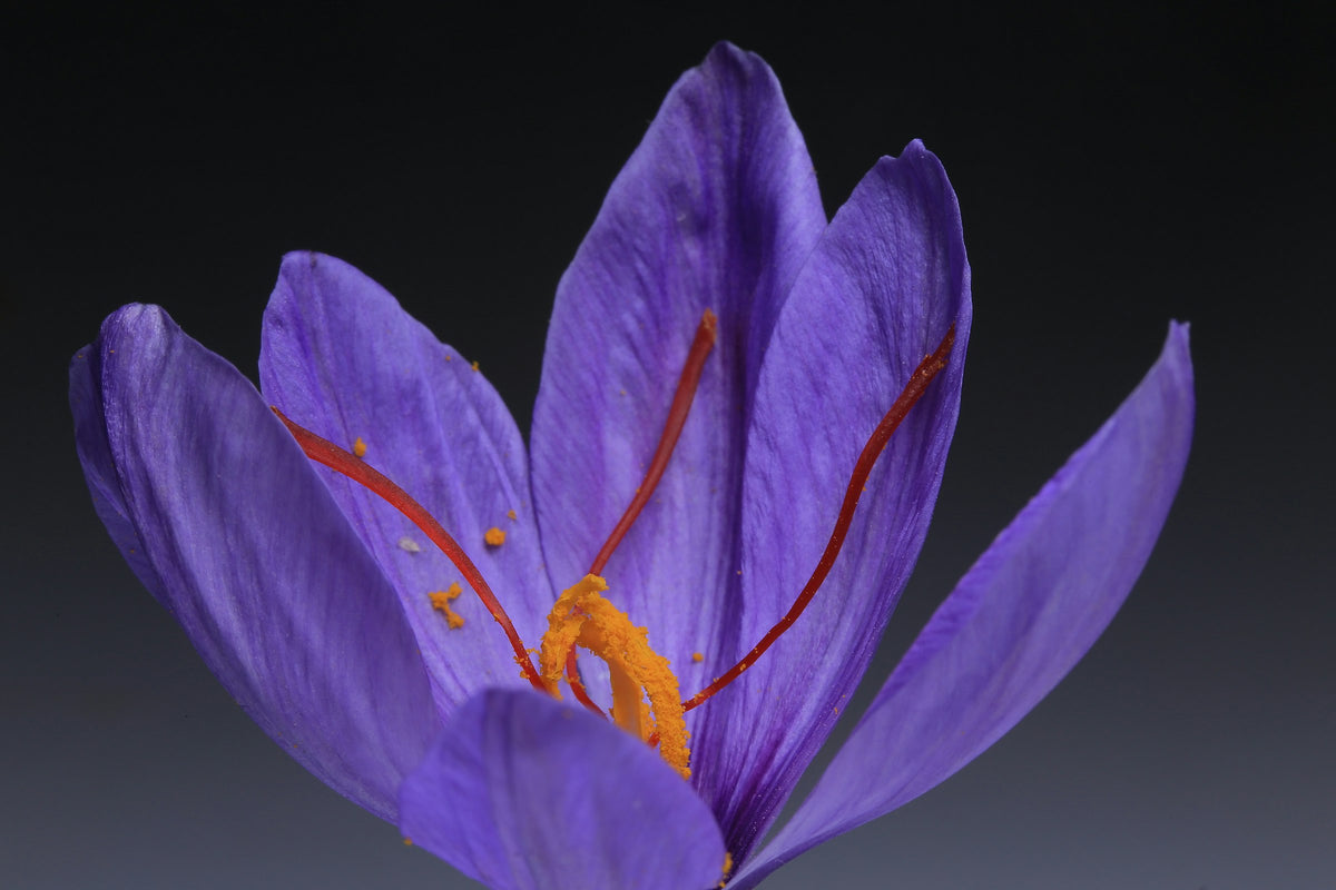Kashmiri Saffron