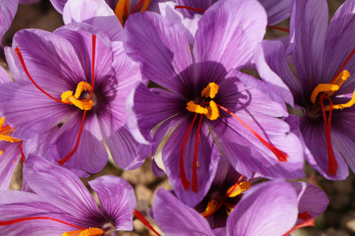 Saffron crocus in bloom