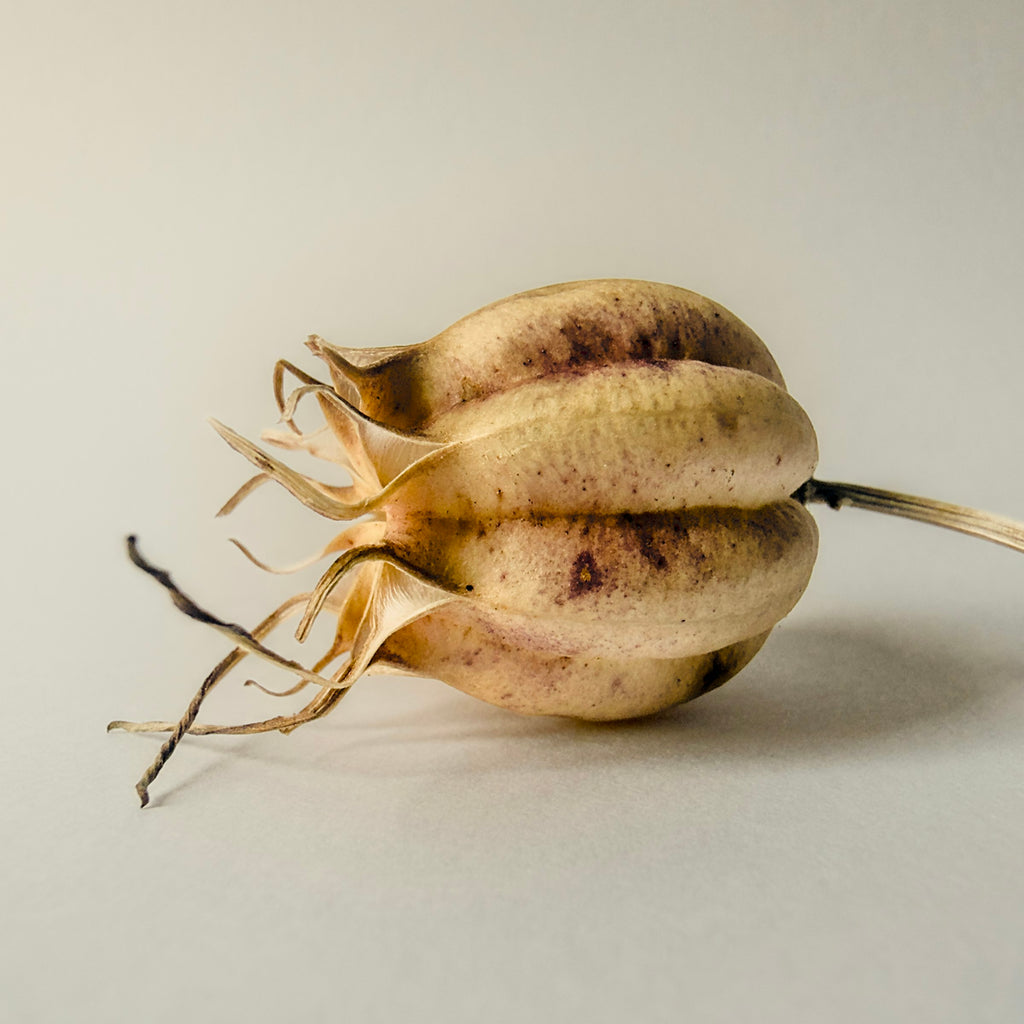 Nigella pod